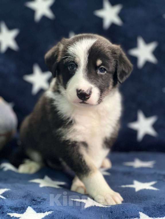 Собаки в других городах Московской области: Щенки Мальчик, 1 000 руб. - фото 10