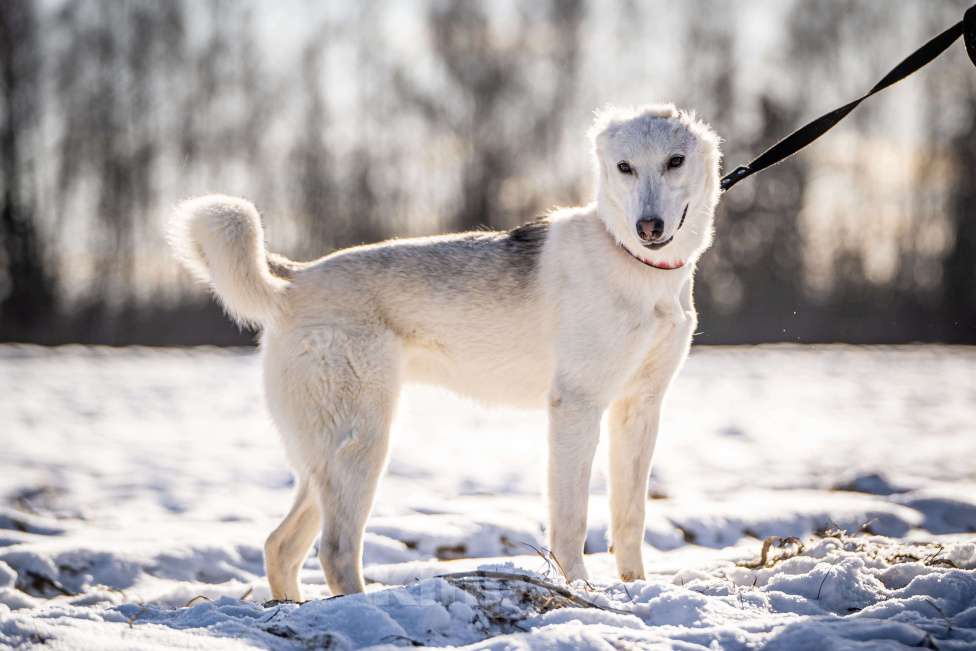 Собаки в Клине: Ванда — энергичная собачка Девочка, Бесплатно - фото 4