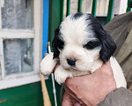 Собаки в Иркутске: Щенки русского спаниеля Мальчик, 6 000 руб. - фото 2