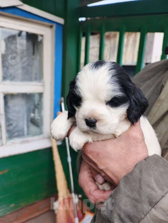 Собаки в Иркутске: Щенки русского спаниеля Мальчик, 6 000 руб. - фото 2