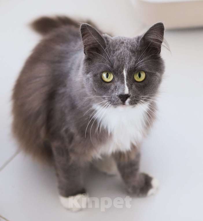 Кошки в Химках: Пушок и Сёма ищут дом Мальчик, Бесплатно - фото 5