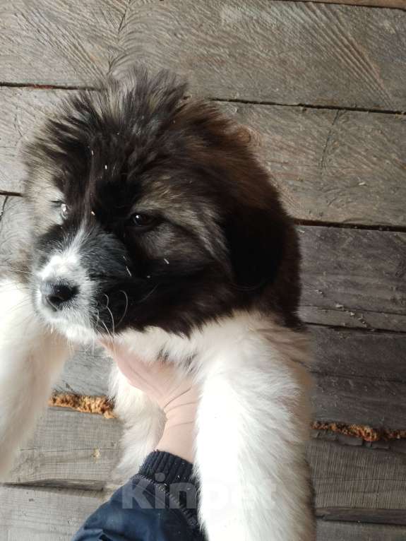 Собаки в Красноярске: Щенки кавказской овчарки Мальчик, 12 000 руб. - фото 3