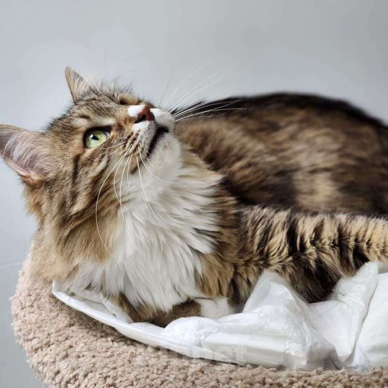 Кошки в Москве: Больше двух лет назад Рыська попала в приют Девочка, Бесплатно - фото 2