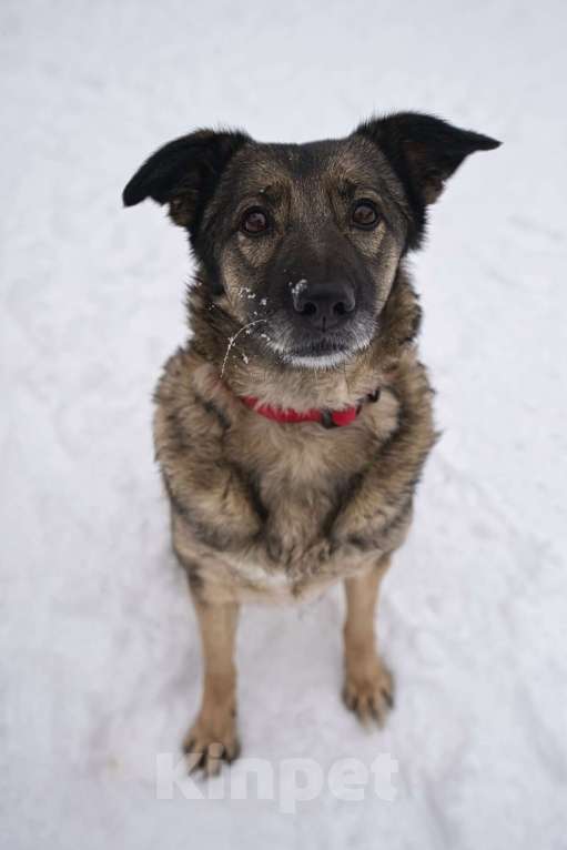 Собаки в Красногорске: Взрослая Моника в самом расцвете сил и интеллекта ищет дом Девочка, Бесплатно - фото 2