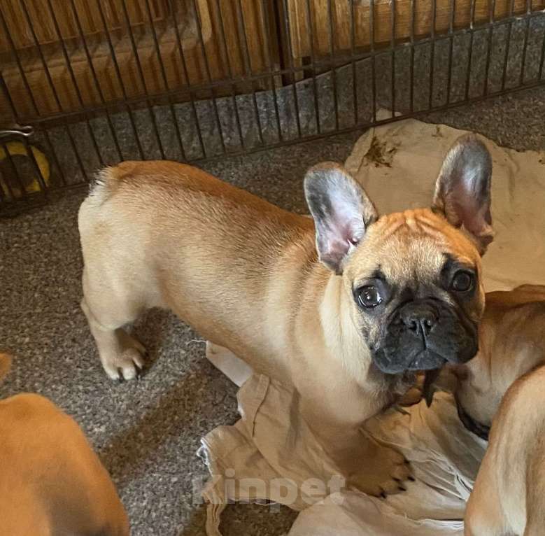 Собаки в Санкт-Петербурге: Шикарный мальчишка рыжего окраса  Мальчик, 45 000 руб. - фото 1