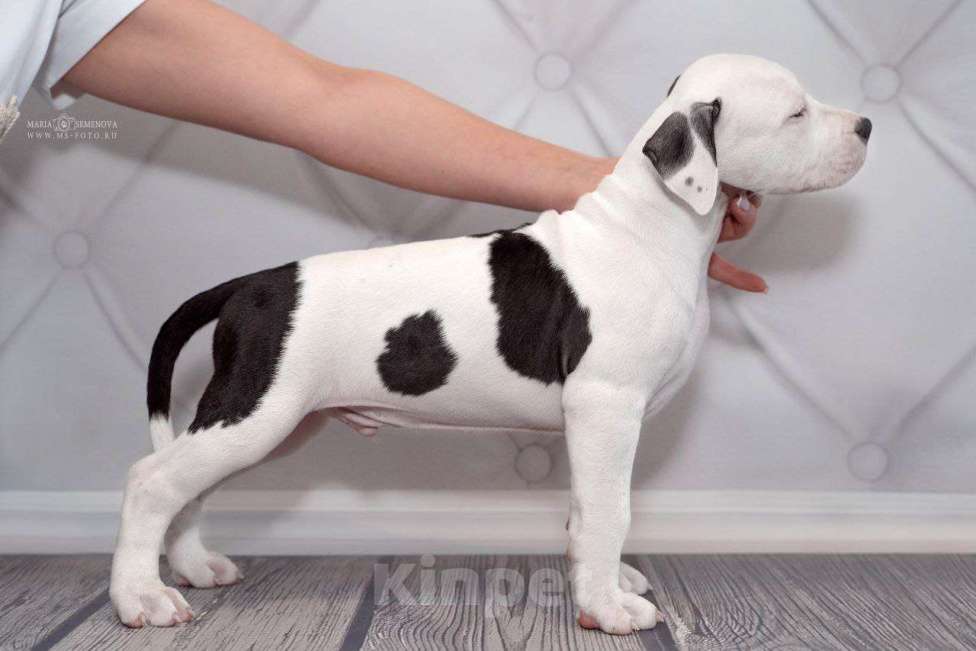 Собаки в Москве: Щенок амстаффа в семью Мальчик, 70 000 руб. - фото 2