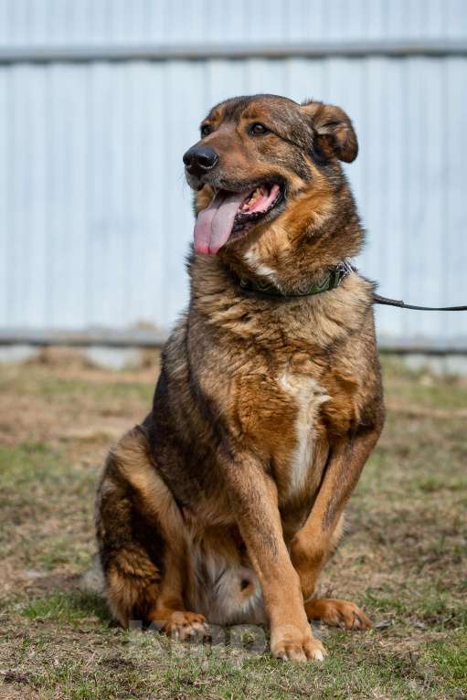 Собаки в Москве: Валик Мальчик, Бесплатно - фото 11