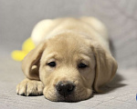 Собаки в других городах Московской области: Щенок лабрадора Мальчик, 80 000 руб. - фото 3