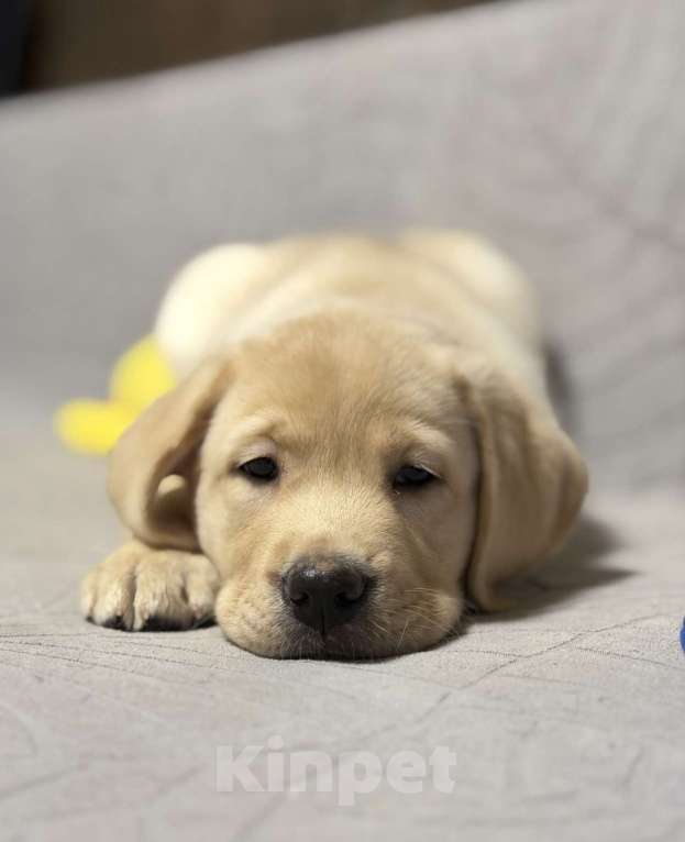 Собаки в других городах Московской области: Щенок лабрадора Мальчик, 80 000 руб. - фото 3