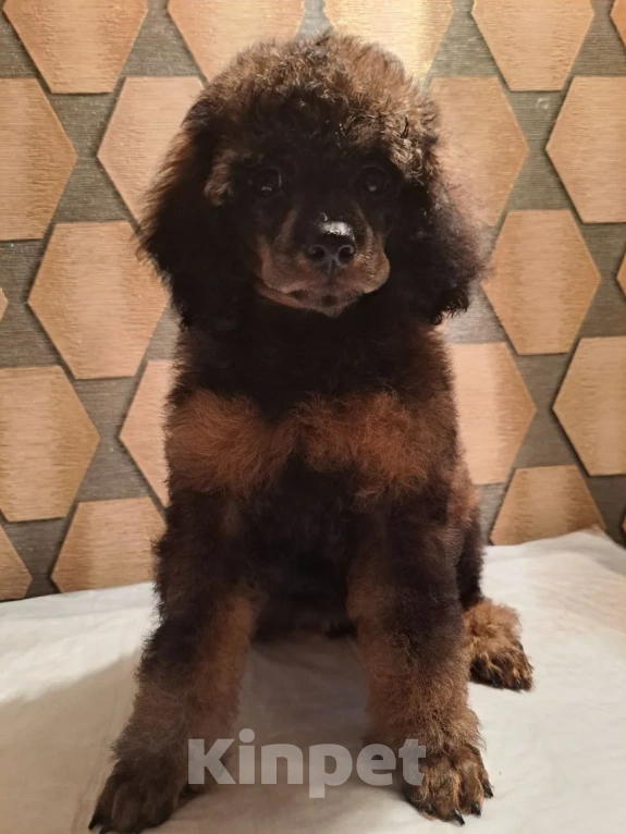 Собаки в Новосибирске: Игривые щенки пуделя от титулованных родителей — будущие звезды вашего дома! Девочка, Бесплатно - фото 1