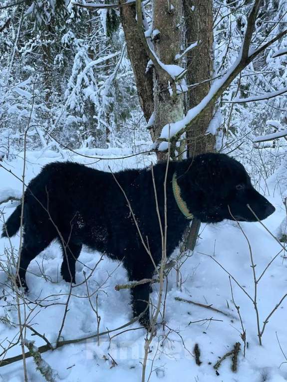 Собаки в других городах Московской области: Курчавошерстный ретривер, щенок Разнополые, 40 000 руб. - фото 6