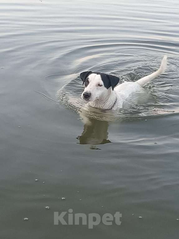 Собаки в других городах Липецкой области: Потерялся кобель 2 года Мальчик, Бесплатно - фото 2