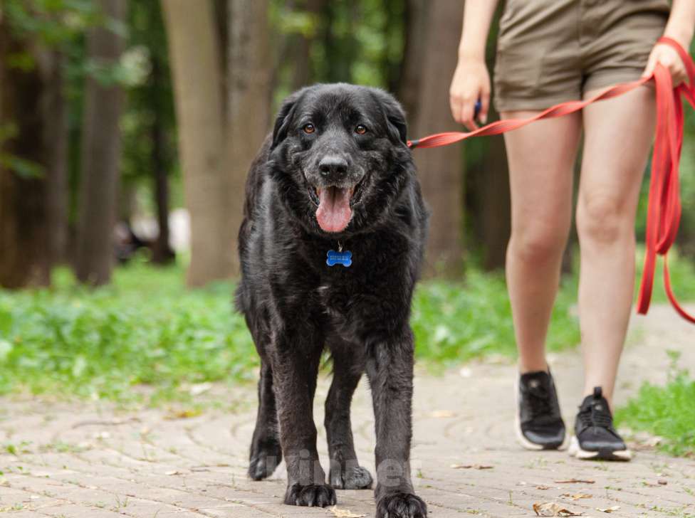 Собаки в других городах Московской области: Спокойный мишка Мальчик, Бесплатно - фото 5
