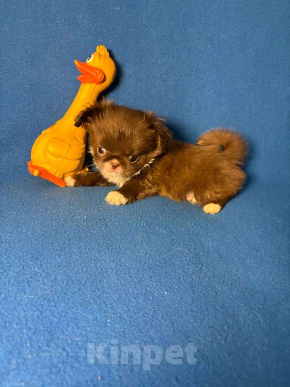 Собаки в Москве: Чихуахуа-  Мальчик Мальчик, 40 000 руб. - фото 2