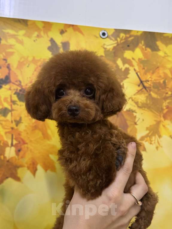 Собаки в Ейске: Продаю щенков Тедди пудель, импорт Китай🇨🇳, девочка 9 месяцев, мальчик 11 месяцев  Девочка, 270 000 руб. - фото 4