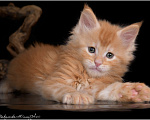 Кошки в Краснодаре: Мейн-кун котята Мальчик, 45 000 руб. - фото 3