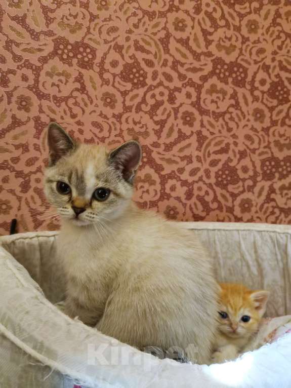 Кошки в Москве: Британский котёнок Девочка Мальчик  Девочка, 10 000 руб. - фото 2