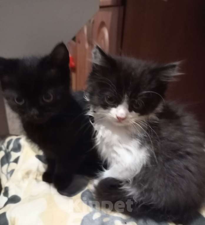 Кошки в Хабаровске: Котята  Девочка, 300 руб. - фото 5