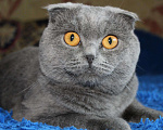 Кошки в Артеме: Вязка кота, 2 500 руб. - фото 3