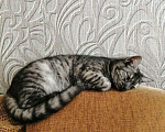 Кошки в Кстово: Котята, 100 руб. - фото 4