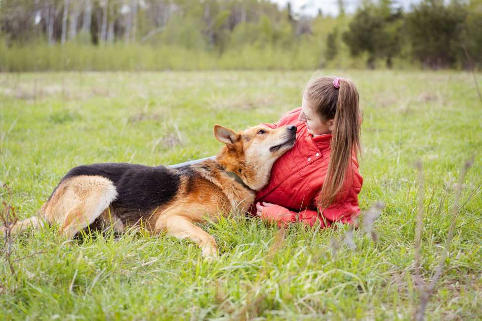 Собаки в Москве: Немецкая овчарка в дар Мальчик, Бесплатно - фото 4