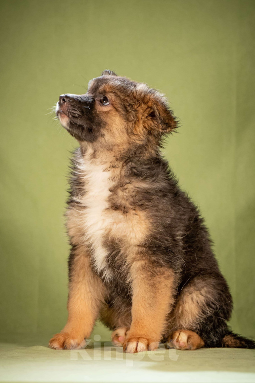 Собаки в Клине: Фисташка - пушистая красавица Девочка, Бесплатно - фото 3