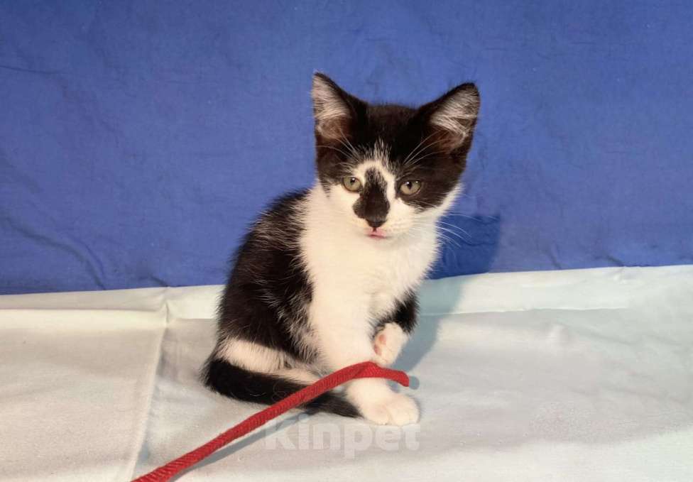 Кошки в Санкт-Петербурге: Ищет дом черно-белая очаровательная девочка Девочка, Бесплатно - фото 4