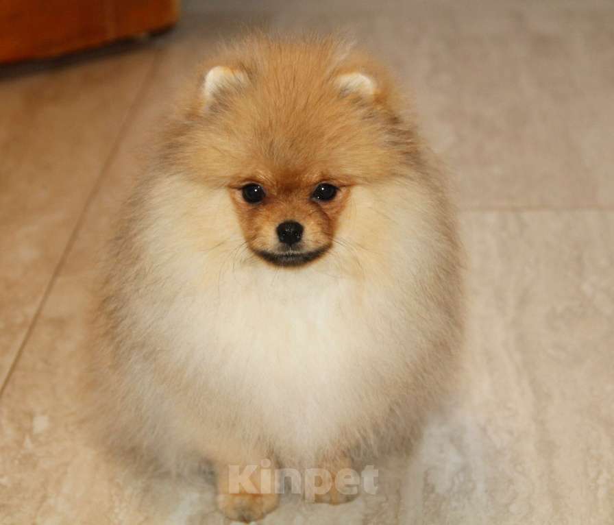 Собаки в Раменском: Царевич Елисей Мальчик, 40 000 руб. - фото 2