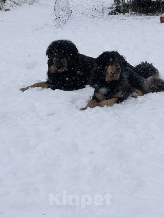 Собаки в других городах Московской области: Щенок банхара Девочка, 60 000 руб. - фото 2