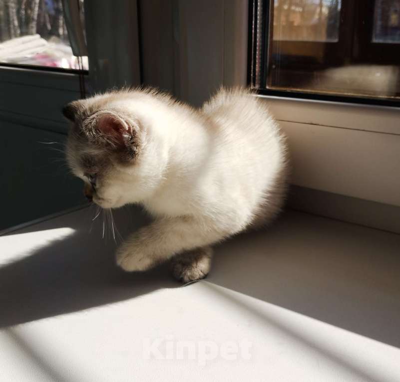 Кошки в Москве: Британские котята  Девочка, 10 000 руб. - фото 2