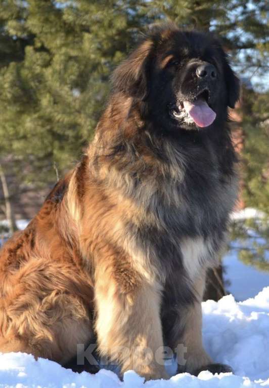 Собаки в других городах Московской области: Ария Прайд Елизар Мальчик, 150 000 руб. - фото 3