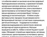 Собаки в Санкт-Петербурге:  Щенок Джек Рассел Терьера «Брауни» Девочка, 40 000 руб. - фото 7