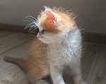 Кошки в Краснодаре: Бело- рыжий котик Мальчик, Бесплатно - фото 2