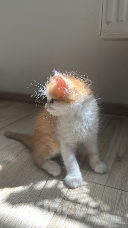 Кошки в Краснодаре: Бело- рыжий котик Мальчик, Бесплатно - фото 2