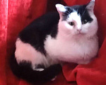 Кошки в Москве: Черно-белый шотландский котик Мальчик, Бесплатно - фото 2