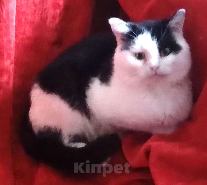 Кошки в Москве: Черно-белый шотландский котик Мальчик, Бесплатно - фото 2