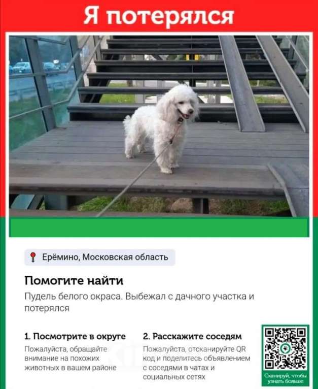 Собаки в других городах Московской области: Пропала собака  Мальчик, Бесплатно - фото 1