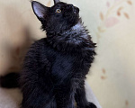 Кошки в Москве: Мейкуны котята девочки Девочка, 90 000 руб. - фото 3