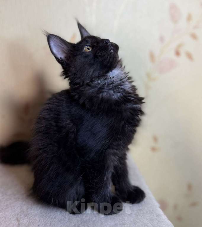 Кошки в Москве: Мейкуны котята девочки Девочка, 90 000 руб. - фото 3