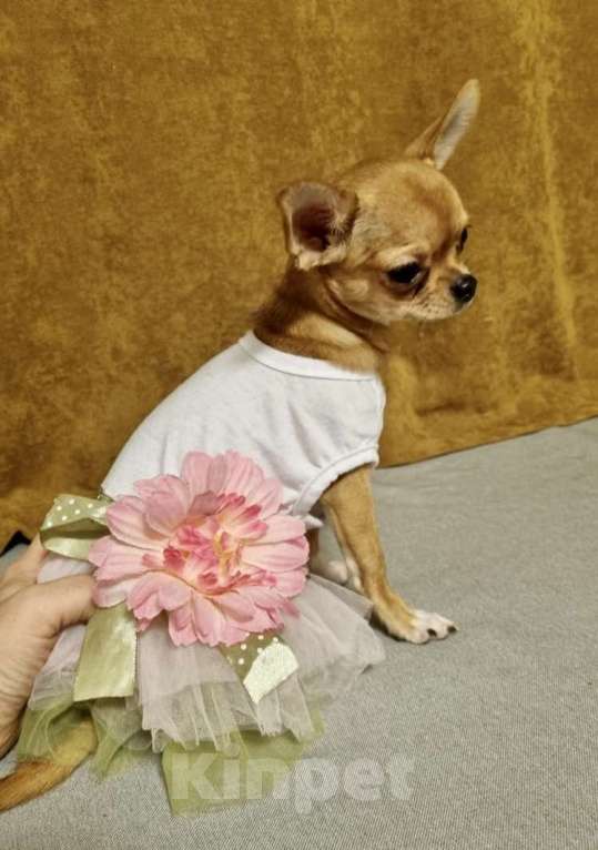Собаки в Москве: Продам щенка чихуахуа девочка Девочка, 35 000 руб. - фото 1