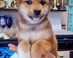 Собаки в других городах Ленинградской области: Великолепные щенки породы Сиба-ину Девочка, Бесплатно - фото 3