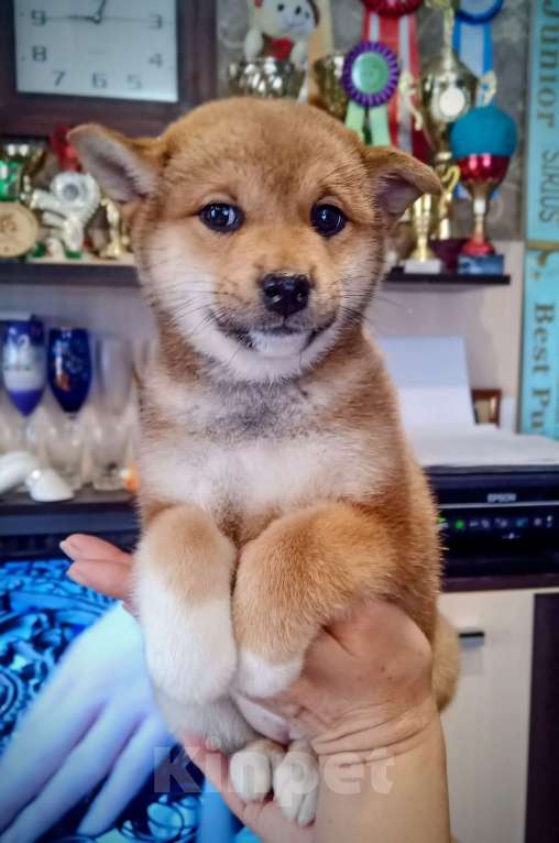 Собаки в других городах Ленинградской области: Великолепные щенки породы Сиба-ину Девочка, Бесплатно - фото 3