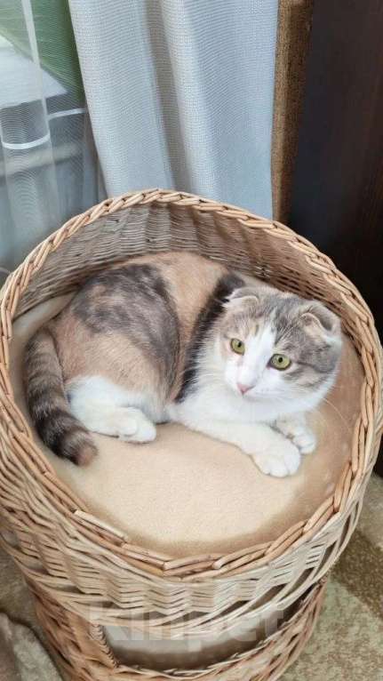 Кошки в Москве: Вислоушка Айза в добрые руки Девочка, Бесплатно - фото 2