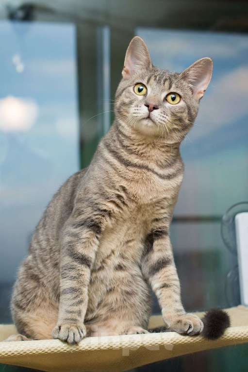 Кошки в Москве: Красавец серо-голубой котик-подросток Костя в добрые руки Мальчик, 1 руб. - фото 9