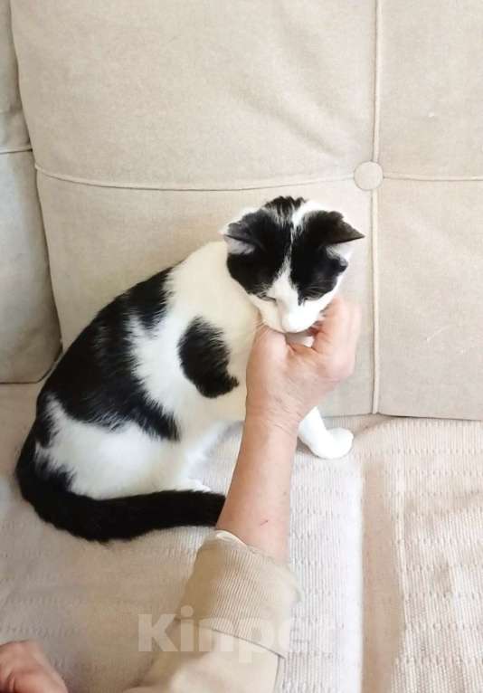 Кошки в Санкт-Петербурге: Ласквая и умная Кирюшка Девочка, Бесплатно - фото 2