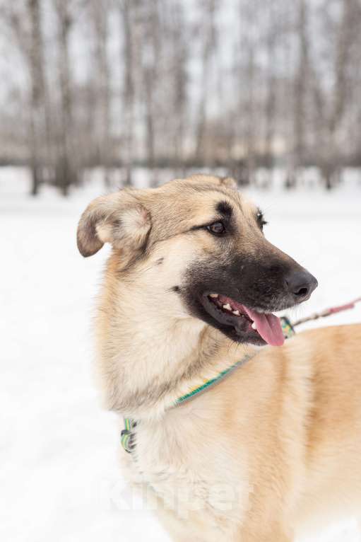 Собаки в Москве: Сестрёнка и брат ищут родителей Девочка, Бесплатно - фото 6