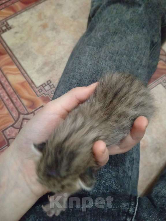 Кошки в Заречном: Шотландская прямоухая Девочка, Бесплатно - фото 2