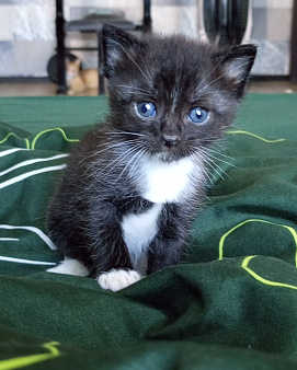 Котёнок в добрые руки