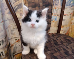 Кошки в других городах Новосибирской области: Котёнок Мейн-кун  Мальчик, 18 000 руб. - фото 8