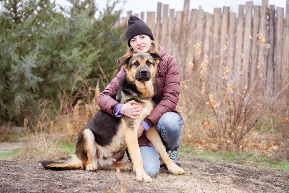 Собаки в Москве: Метис. Очень добрый и человеко-ориентированный мальчик Мальчик, Бесплатно - фото 3